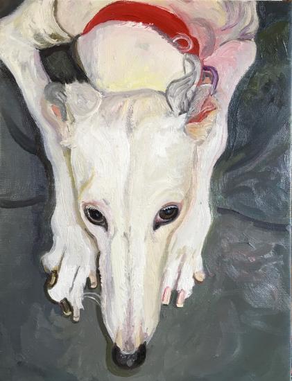 white dog head