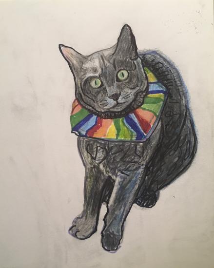 black cat with collar