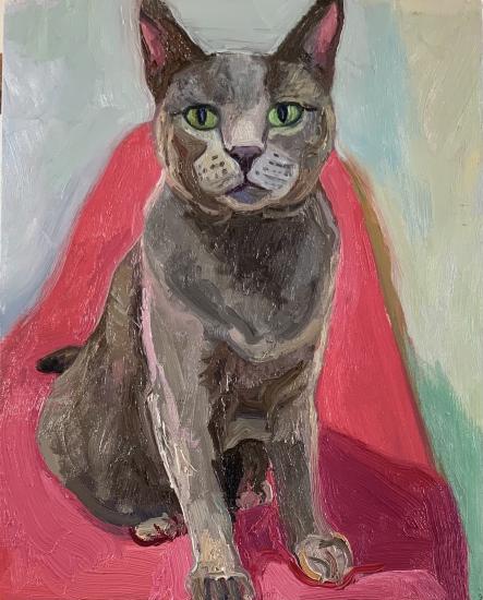 gray cat on red