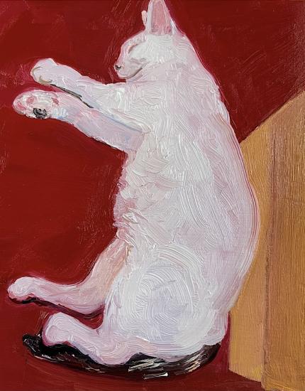 white cat on red