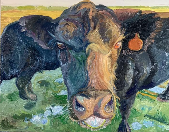 face of cow