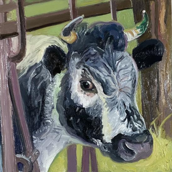 gray cow face